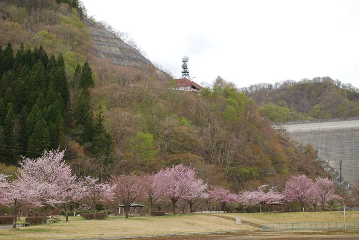 桜の季節になりました